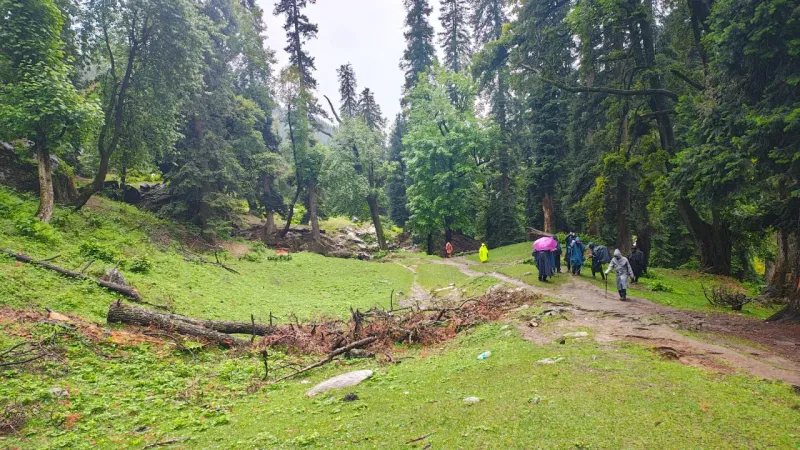 Forest slowly thinning out as the trail starts opening toward the valley. | © MountRoutes