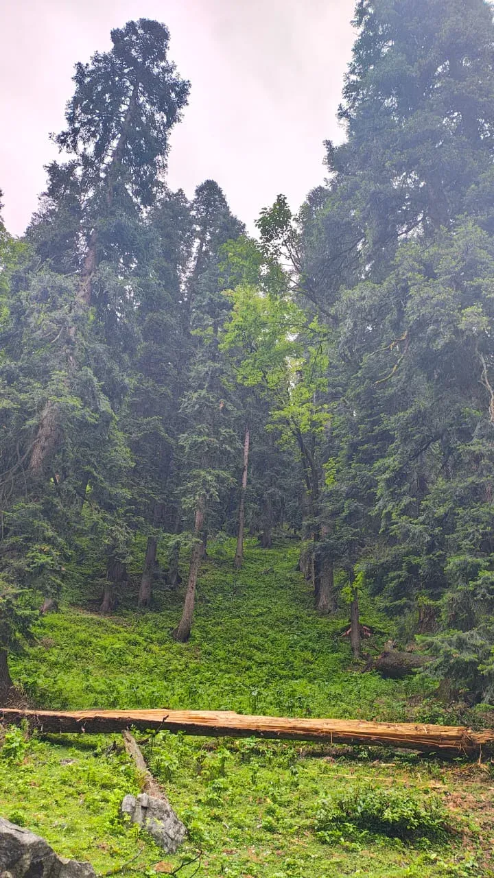 Dense pine forest at Jobra where the trek begins in silence and shade. | © MountRoutes