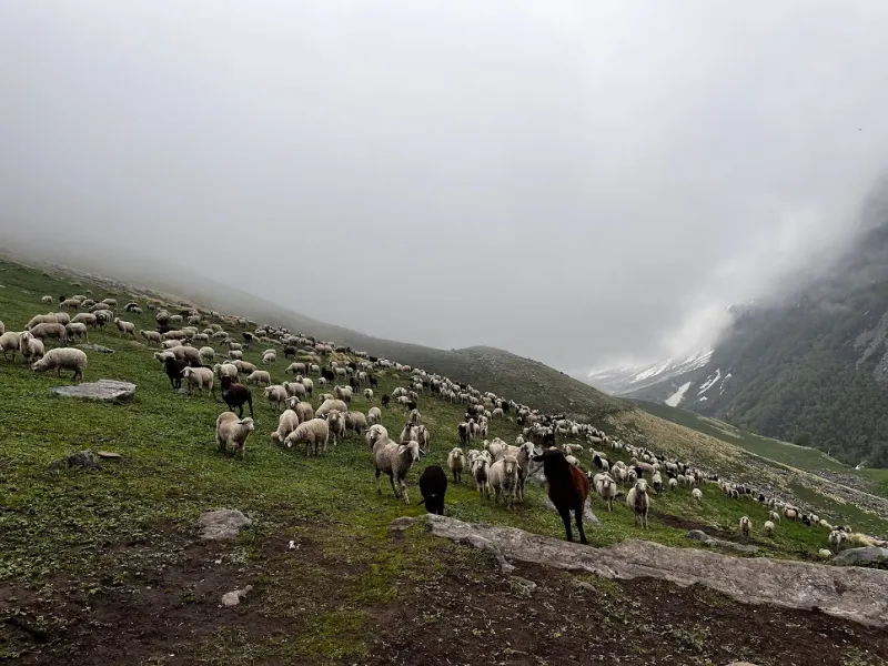 A classic Himalayan sight — Gaddi shepherds and their flocks moving through the high pastures. | © MountRoutes