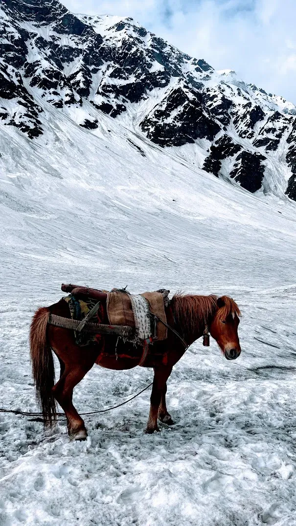 Our sturdy companions taking a break at the Dhunda campsite, surrounded by snow peaks | © MountRoutes