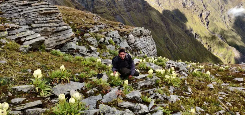 Rare Brahma Kamal flowers blooming along the high-altitude Bali Pass trekking route in September. | © MountRoutes