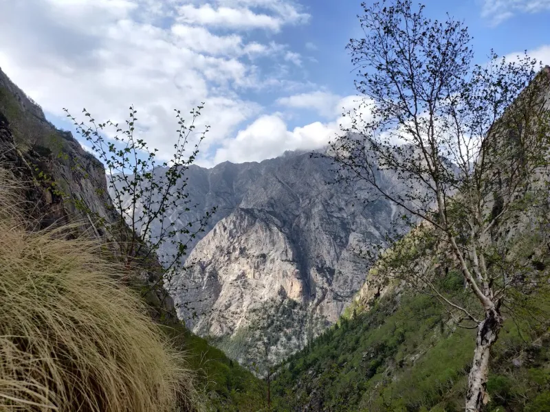 Witnessing the dramatic transition as the dense forests give way to the stark, high-altitude alpine zone. | © MountRoutes