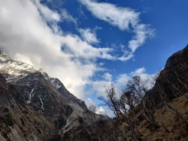 Framing the first snow peaks through the ancient Bhojpatra (Paper Bark) trees of the Gangotri valley. | © MountRoutes