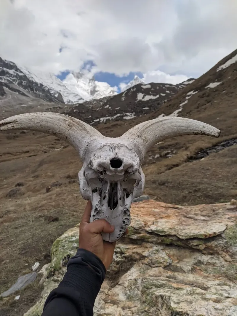 Nature's cycles — a raw find on the trail against the backdrop of the eternal Himalayan peaks. | © MountRoutes